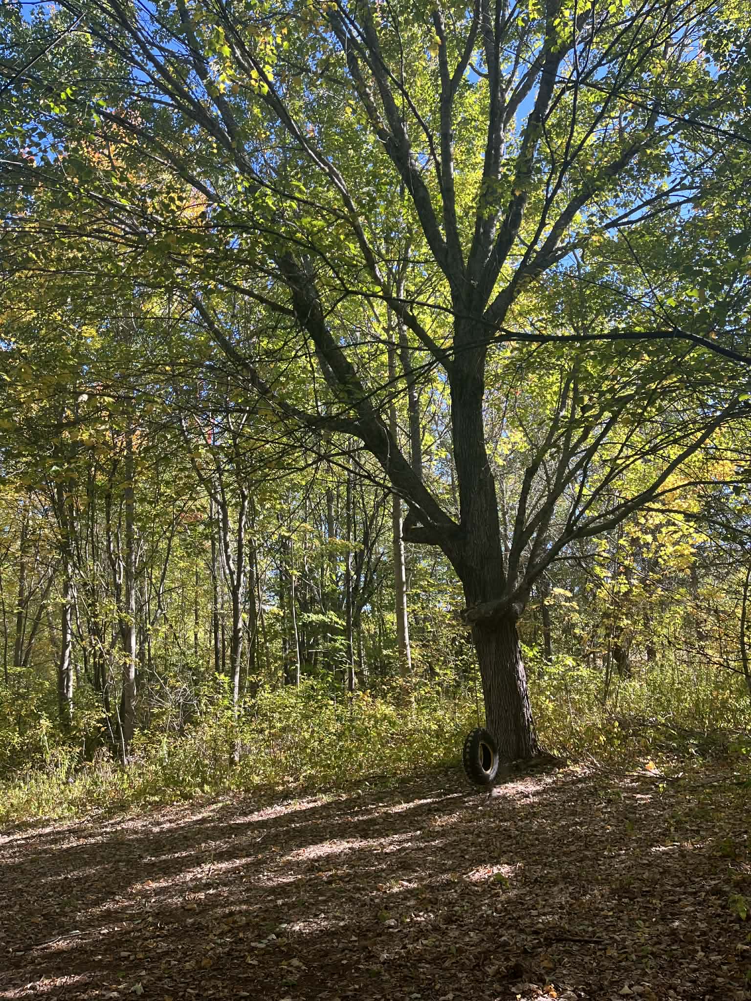 Take a swing in the forest