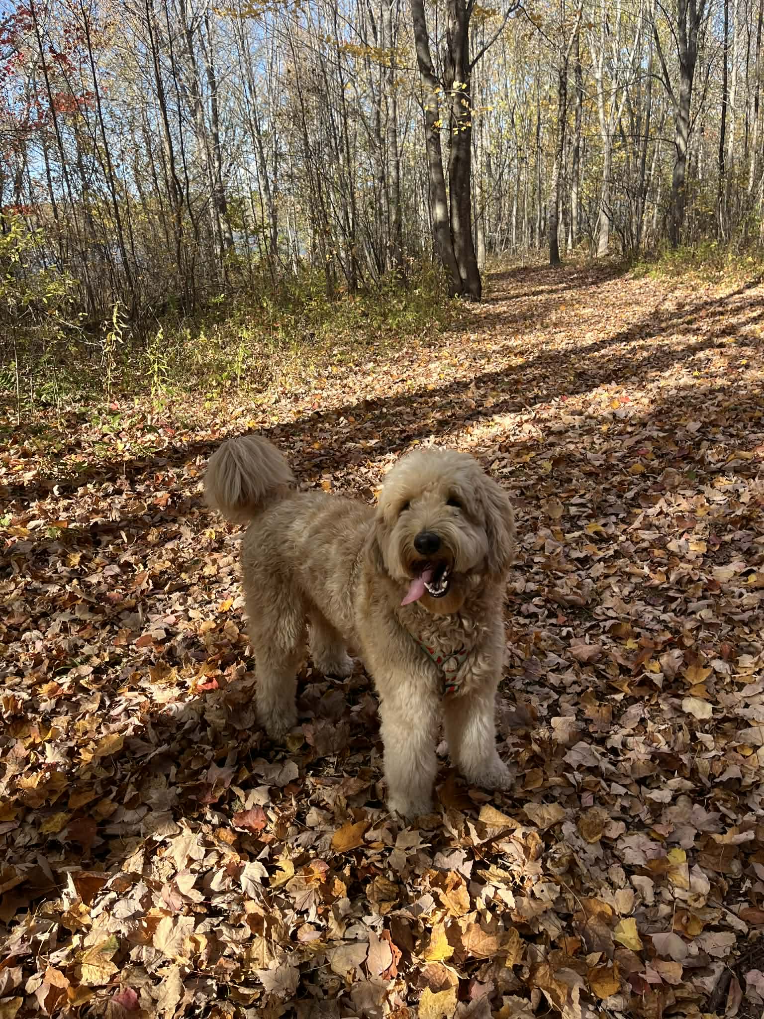 Niko enjoying the Fall foliage