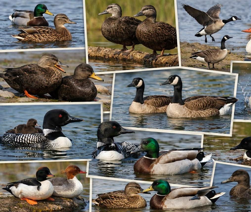 Ducks at Coy Lake Camping